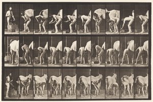Tabliczka 508. Podkuwanie konia autorstwa Eadweard Muybridge