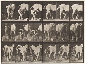 Tabliczka 509. Podkuwanie konia autorstwa Eadweard Muybridge