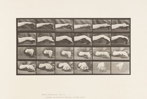 Płyta 532.Ruch ręki; Rysowanie koła, 1885 autorstwa Eadweard Muybridge