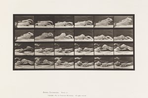 Płyta 536. Ruch ręki; Ręce zmieniające ołówek autorstwa Eadweard Muybridge