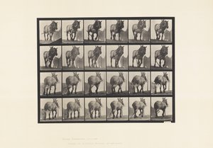 Płyta 564. Ciągnięcie; Zepsuty łańcuch dziennika; ciemnoszary belgijski koń Dusel autorstwa Eadweard Muybridge