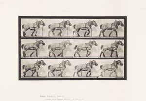 Tabliczka 565. Ciągnięcie; Ciemnoszary Belgijski Koń Dusel autorstwa Eadweard Muybridge