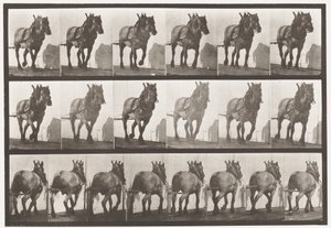 Tabliczka 566. Ciągnięcie; Ciemno-szary belgijski koń Dusel, 1885 autorstwa Eadweard Muybridge