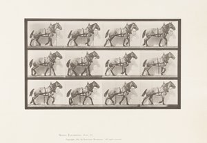 Tabliczka 567. Ciągnięcie; Ciemnoszary belgijski koń Billy, 1885 autorstwa Eadweard Muybridge