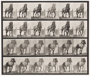 Tabliczka 568. Ciągnięcie; Ciemnoszary Belgijski Koń Billy autorstwa Eadweard Muybridge