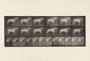 Płyta 571. Ciągnięcie; Jasnoszara klacz Johnson, 1885 autorstwa Eadweard Muybridge