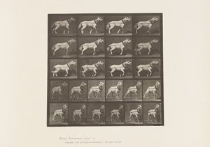 Płyta 572. Ciągnięcie; Głowa jest ciągnięta; Jasnoszara Klacz, 1885 autorstwa Eadweard Muybridge