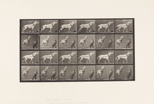 Płyta 573. Ciągnięcie; Mężczyzna ciągnący za głowę; Jasnoszara klacz, 1885 autorstwa Eadweard Muybridge