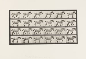 Płyta 574.Chodzenie; Bezpłatny; Ciemnoszary koń belgijski Jaś, 1885 autorstwa Eadweard Muybridge