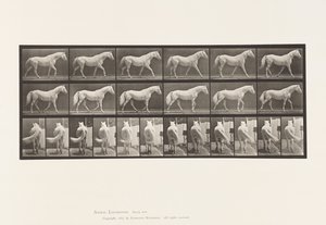 Płyta 576. Chodzenie; Bezpłatny; Jasnoszary Koń Orzeł autorstwa Eadweard Muybridge