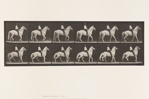 Płyta 577.Chodzenie; Siodło; Nieregularny; Biały Koń Clinton, 1885 autorstwa Eadweard Muybridge