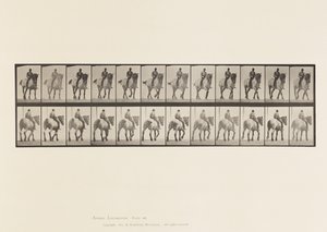Płyta 578.Chodzenie; gołe plecy; Ciemnoszary belgijski koń Dusel autorstwa Eadweard Muybridge