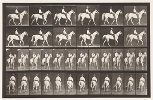 Płyta 579.Chodzenie; Siodło; Biały koń Elberon, 1885 autorstwa Eadweard Muybridge