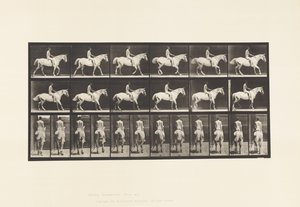Płyta 582. Chodzenie; Siodło; Jeździec, 43 lata, nago; Jasnoszary Koń Smith autorstwa Eadweard Muybridge