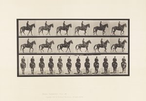 Płyta 584.Chodzenie; Siodło; Nieregularny; Brązowa klacz piękność, 1885 autorstwa Eadweard Muybridge