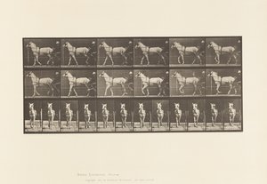 Płyta 586.Chodzenie; Nadąsany; Jasnoszara Klacz, Katydid, 1885 autorstwa Eadweard Muybridge