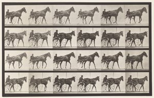 Płyta 587.Chodzenie; Nadąsany; szczaw klacz Nellie Rose, 1885 autorstwa Eadweard Muybridge