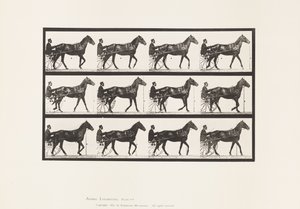 Płyta 588.Chodzenie; Nadąsany; Gniady koń Ruben, 1885 autorstwa Eadweard Muybridge