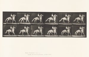 Płyta 589.Ambling autorstwa Eadweard Muybridge