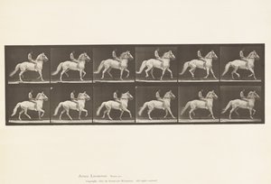 Płyta 590.Ambling autorstwa Eadweard Muybridge