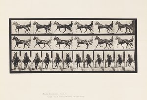 Płyta 595. Kołysanie (stymulacja): Sulky; Brązowy koń Pronto autorstwa Eadweard Muybridge