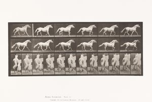 Płyta 596. Kłus; Bezpłatny; Jasnoszary Koń Orzeł autorstwa Eadweard Muybridge