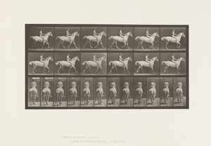 Płyta 602.Kłus;Na oklep; Jeździec,43,Nude;Jasnoszary Koń Smith, 1885 autorstwa Eadweard Muybridge