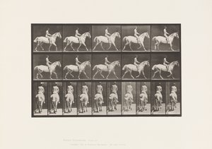 Płyta 603. Kłus; Siodło; Jazda, 43, szeroki, jasnoszary koń Smith autorstwa Eadweard Muybridge