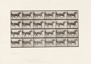 Płyta 607. Kłus; Nadąsany; Gniada Klacz, Lizzie M. autorstwa Eadweard Muybridge