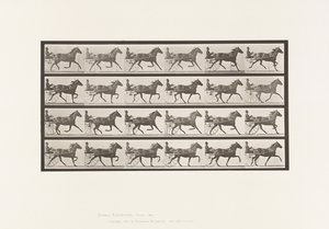 Płyta 609. Kłus; Nadąsany; Gniada Klacz, Lizzie M. autorstwa Eadweard Muybridge