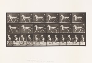 Płyta 610. Kłus; Nadąsany; Siwa Klacz, Katydid autorstwa Eadweard Muybridge