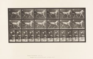 Płyta 611. Kłus; Nadąsany; Siwa Klacz, Katydid autorstwa Eadweard Muybridge