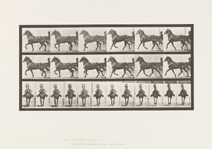 Płyta 612. Kłus; Nadąsany; Gniady koń, Dereumd autorstwa Eadweard Muybridge