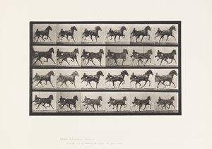 Płyta 613. Kłus; Nadąsany; szczaw klacz Nellie róża autorstwa Eadweard Muybridge