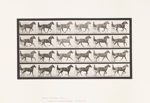 Płyta 614. Kłus; Przełamanie do galopu; szczaw klacz Flode Holden autorstwa Eadweard Muybridge