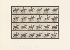 Tablica 616. Galop; Siodło; Stokrotka Gniadego Konia autorstwa Eadweard Muybridge