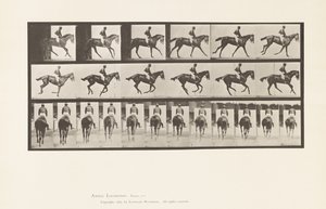 Płyta 620. Galop; Siodło; Koń pełnej krwi angielskiej klacz Annie 6. autorstwa Eadweard Muybridge