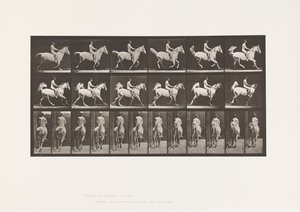 Tabliczka 622. Galop; Siodło; Jeździec, 43 lata, nago; szary koń Smith, 1885 autorstwa Eadweard Muybridge