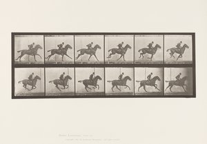 Płyta 624. Galop; Siodło; Stokrotka Gniadego Konia autorstwa Eadweard Muybridge