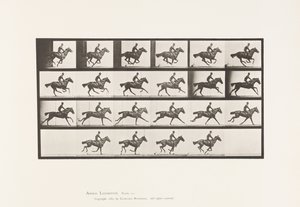 Płyta 625. Galop; Bukiet koni pełnej krwi angielskiej autorstwa Eadweard Muybridge