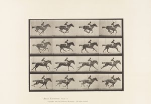 Płyta 626. Galop; Koń pełnej krwi angielskiej klacz Annie G. autorstwa Eadweard Muybridge
