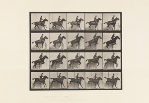 Tabliczka 638. Skakanie przez płotki; Siodło; Stokrotka Gniadego Konia autorstwa Eadweard Muybridge