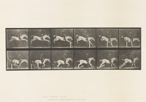 Tabliczka 641. Skakanie przez płotki; Siodło; Przewrócenie przeszkody i autorstwa Eadweard Muybridge