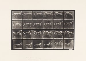 Tablica 648. Przeskok przez trzy konie; A,B; Szerszeń kasztanowy autorstwa Eadweard Muybridge