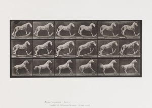 Płyta 649.A, Szerszeń, Na biegunach; B, orzeł, tocząca się beczka itp. autorstwa Eadweard Muybridge