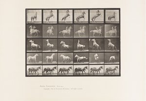 Tabliczka 652. A, B, C, D, E, Hodowla koni itp. autorstwa Eadweard Muybridge