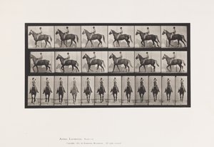 Płyta 654. Chodzenie; Siodło; Kulawa, prawa przednia stopa; końska skóra koźlęca autorstwa Eadweard Muybridge
