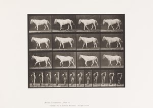 Płyta 656. Chodzenie; Bezpłatny; Kostnienie chrząstki autorstwa Eadweard Muybridge