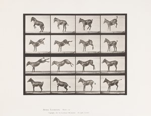 Płyta 659. Muł; A, B, Brykanie i Kopanie; Litość autorstwa Eadweard Muybridge