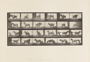 Płyta 662. Muł; A, B, ogniotrwałe zwierzę Denver autorstwa Eadweard Muybridge